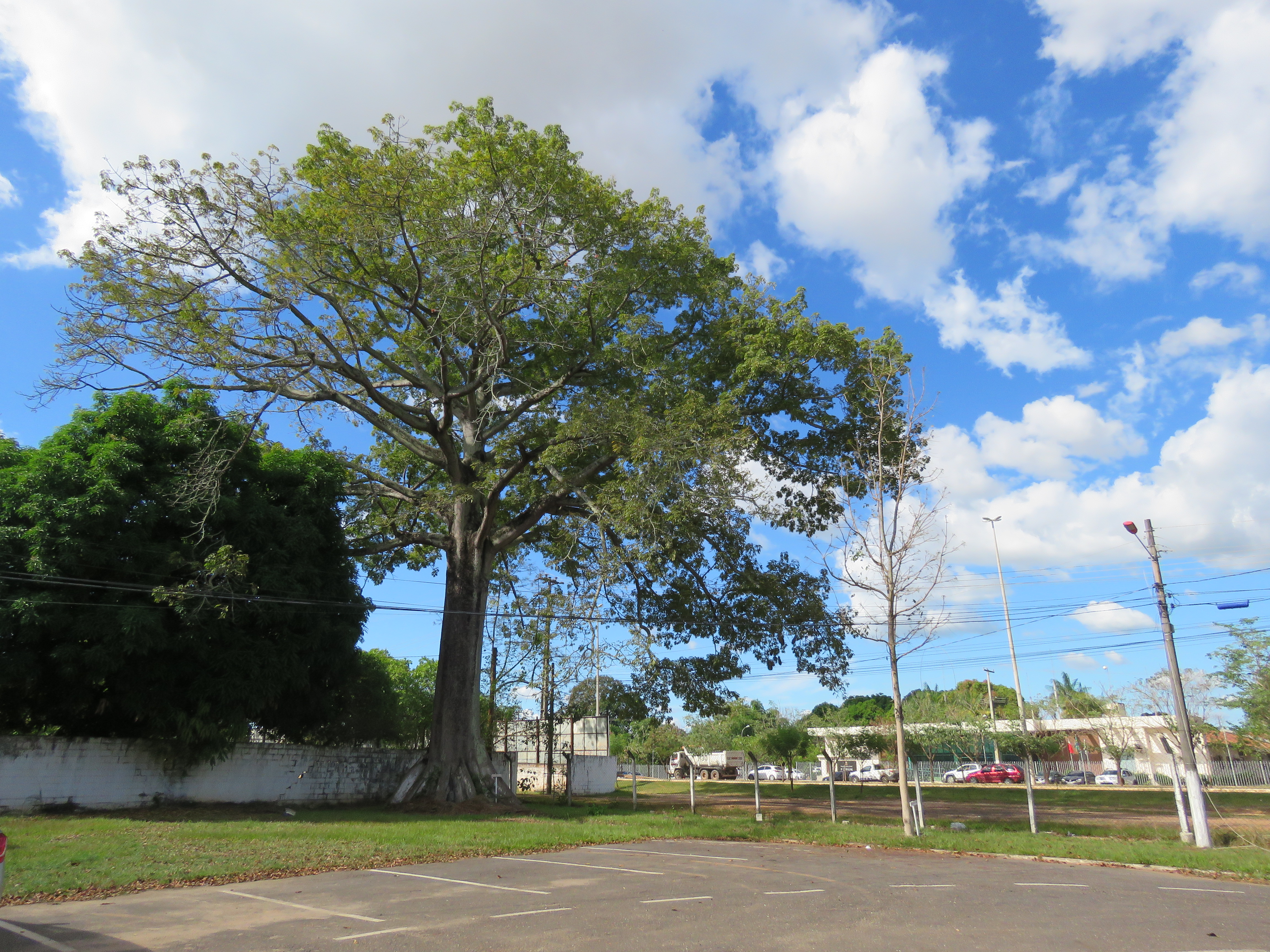 Transamazônica - foto 6